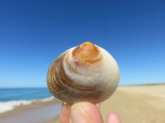 Souvenir vom Lakes Entrance Beach