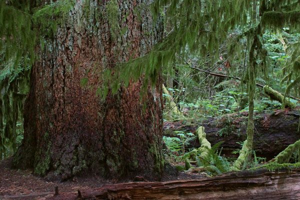 Cathedrale Cove im MacMillan Provincial Park