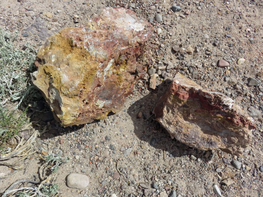 Petrified Forest NP. Versteinerte Holzstücke