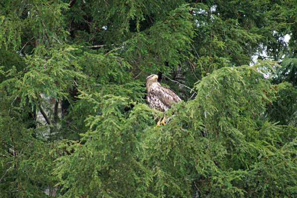 Adler bei Port Hardy