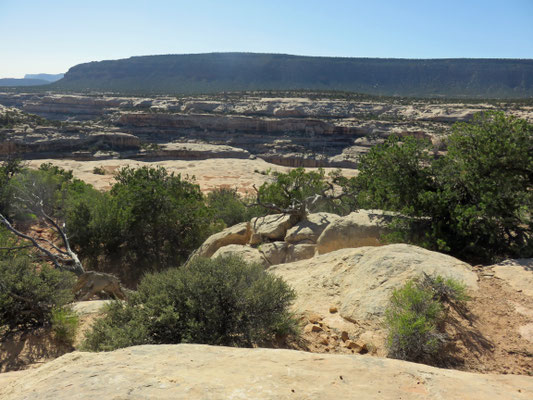 Natutal Bridges National Monument