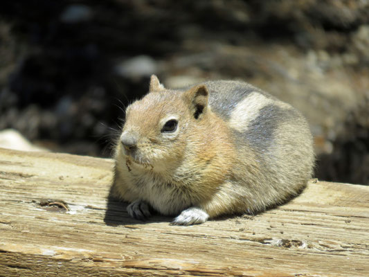 Bewohner des Inyo National Forest