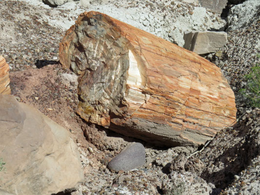 Petrified Forest NP. Versteinerte Holzstücke