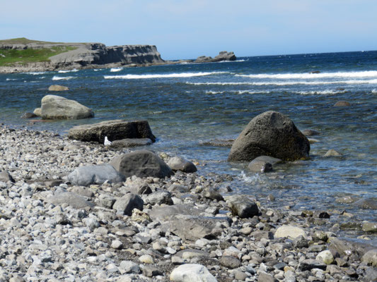 Phillips Garden. Port aux Choix