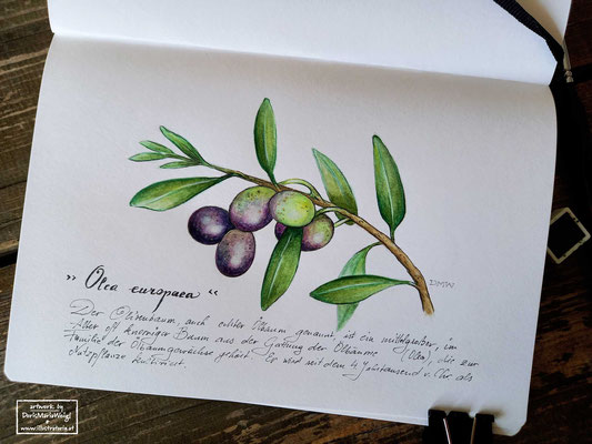 Olive - Aquarell - Illustrationen Doris Maria Weigl / Pflanzen