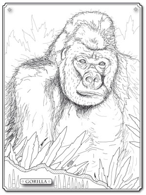 Illustrationen Doris Maria Weigl / Gorilla Malbuch Farbenzeit - Vektorgrafik
