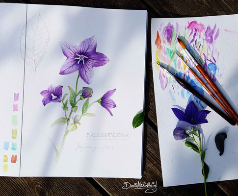 Ballonblume - Aquarell - Illustrationen Doris Maria Weigl / Pflanzen