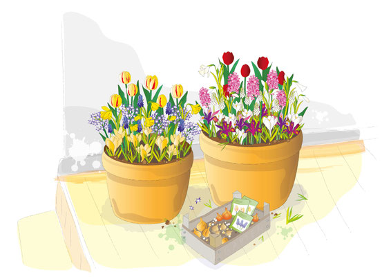 Lasagnekübel für GARTENFLORA - Vektorgrafik - Illustrationen Doris Maria Weigl / Pflanzen