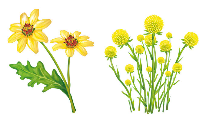 Blumen - Vektorgrafik - Illustrationen Doris Maria Weigl / Pflanzen
