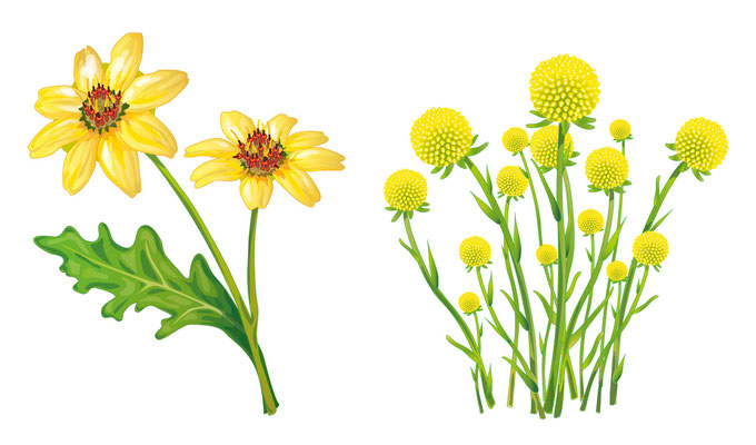 Blumen - Vektorgrafik - Illustrationen Doris Maria Weigl / Pflanzen