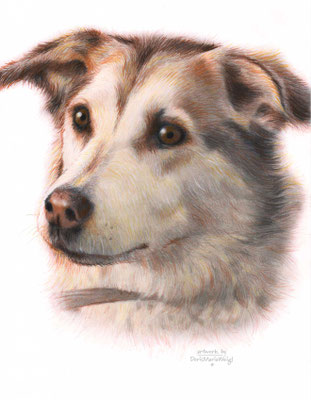Portrait Hund - Doris Maria Weigl - Illustrationen
