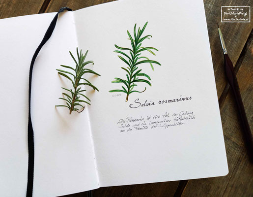 Sketchbook - Illustration - Doris Maria Weigl - "Rosmarin"