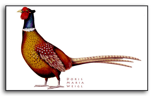 Illustrationen Doris Maria Weigl / Fasan