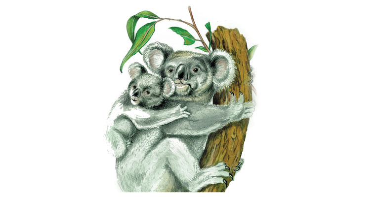 Illustrationen Doris Maria Weigl / Tiere / Koala