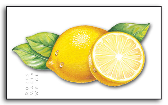 Zitrone - Aquarell - Illustrationen Doris Maria Weigl / Menü
