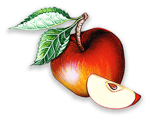 Apfel - Aquarell - Illustrationen Doris Maria Weigl / Menü