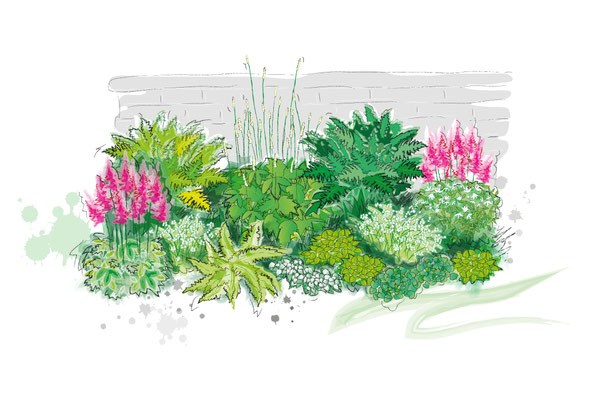 Blumenbeet für GARTENFLORA - Vektorgrafik - Illustrationen Doris Maria Weigl / Pflanzen