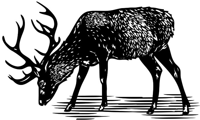 Illustrationen Doris Maria Weigl / Tiere / Hirsch