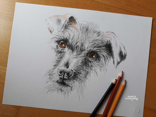 Portrait Hund 2 - Doris Maria Weigl - Illustrationen