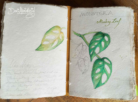 Monstera - Aquarell - Illustrationen Doris Maria Weigl / Pflanzen