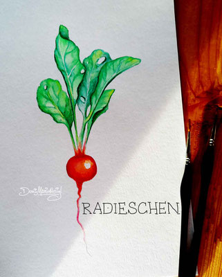 Radieschen - Aquarell - Illustrationen Doris Maria Weigl / Pflanzen