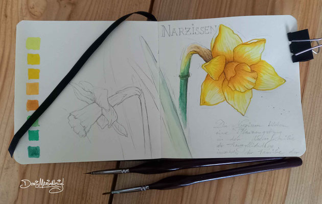 Narzissen - Aquarell - Illustrationen Doris Maria Weigl / Pflanzen