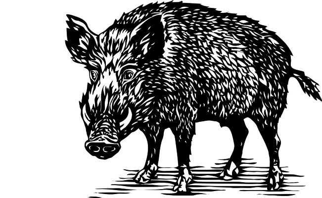 Illustrationen Doris Maria Weigl / Tiere / Wildschwein