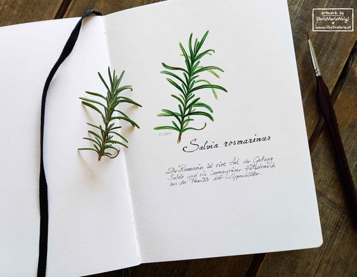 Rosmarin - Aquarell - Illustrationen Doris Maria Weigl / Pflanzen
