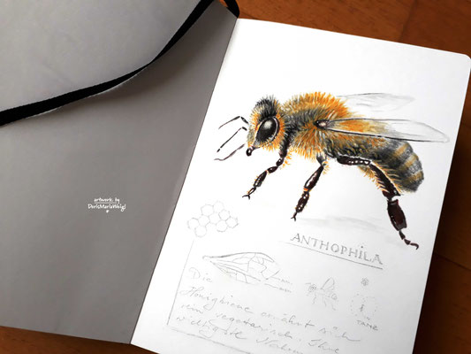 Sketchbook - Illustration - Doris Maria Weigl - "Biene"