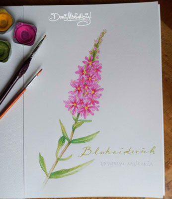 Blutweiderich - Aquarell - Illustrationen Doris Maria Weigl / Pflanzen