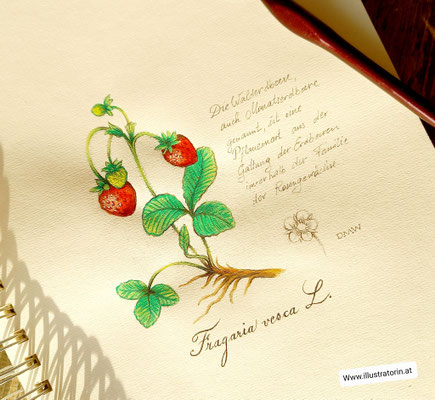 Sketchbook - Illustration - Doris Maria Weigl - "Walderdbeere"