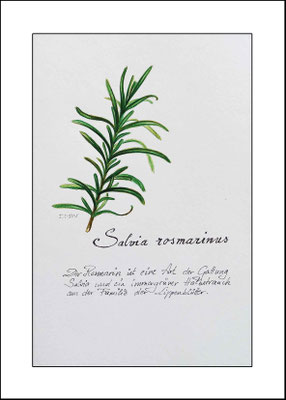 Aquarell *Rosmarin* - auf Zeichenpapier - Illustratorin Doris Maria Weigl - Größe ca 14 x 20 cm