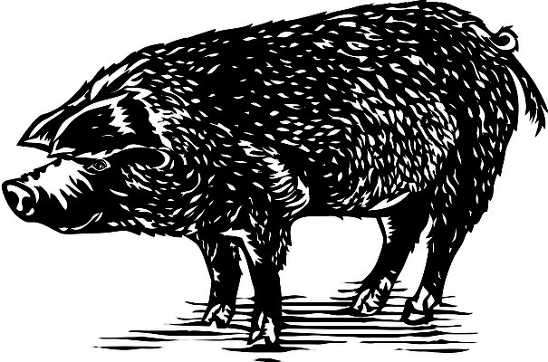 Illustrationen Doris Maria Weigl / Tiere / Schwein