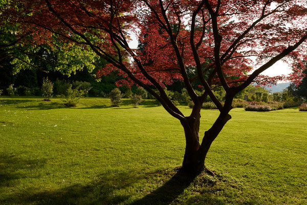 Acer palmatum im Rosengarten