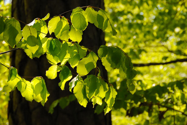 Frühling in der Gartenstadt Winterthur