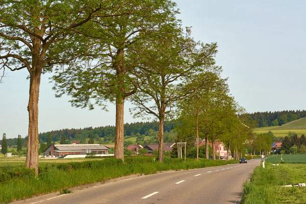 Frühling in der Gartenstadt Winterthur