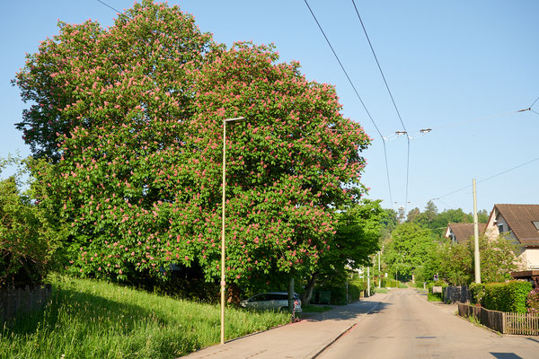 Rosenberg Winterthur