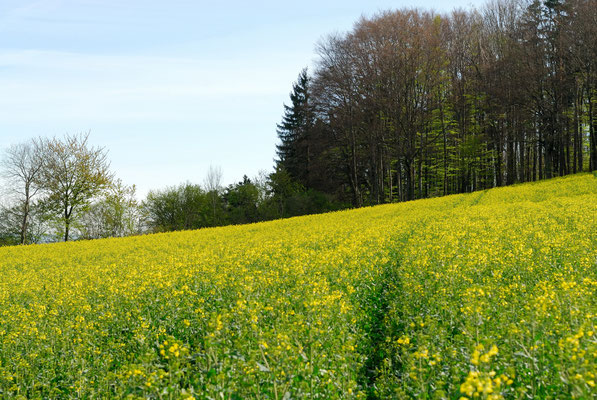 Frühling in der Gartenstadt Winterthur