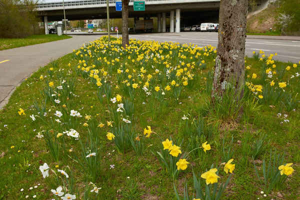 Frühling in der Gartenstadt Winterthur