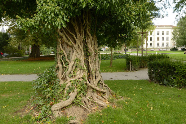 Stadtgarten Winterthur