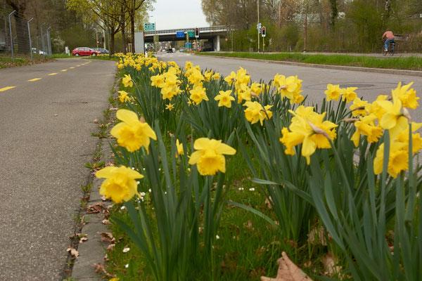 Frühling in der Gartenstadt Winterthur