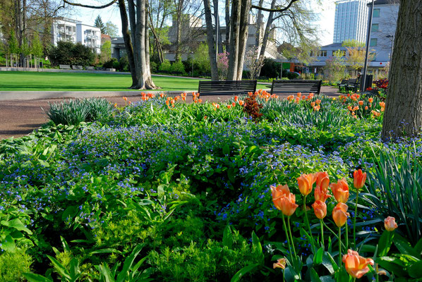 Frühling in der Gartenstadt Winterthur