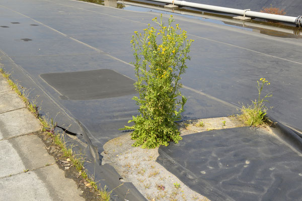 Parc André Citroën. Wenn dem Unterhaltsbudget bei der Planung zu wenig Rechnung getragen wird.