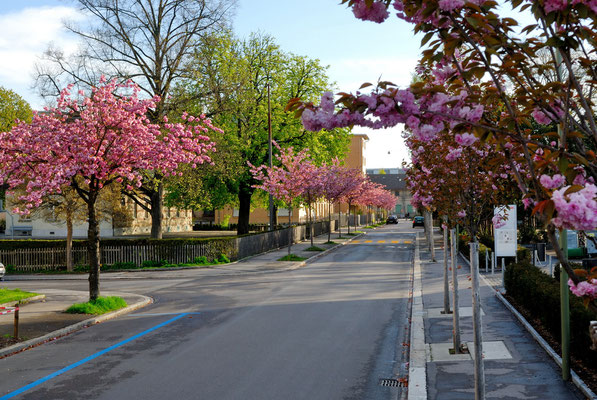 Frühling in der Gartenstadt Winterthur