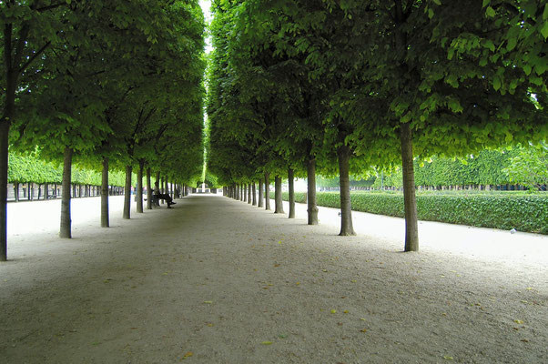Jardin des Tuileries. Die perfekte Kunst des "Kastenschnitts".