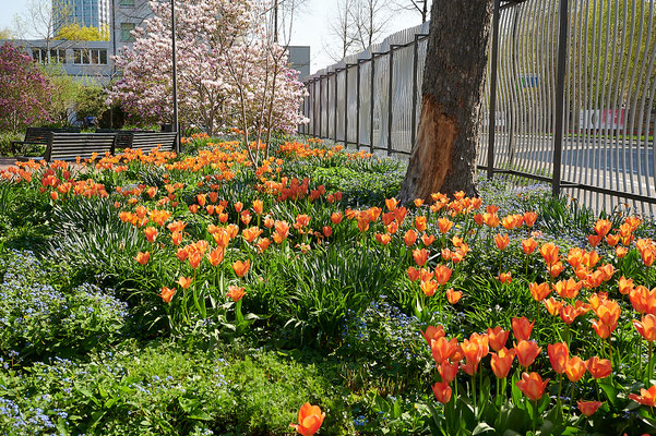 Frühling in der Gartenstadt Winterthur