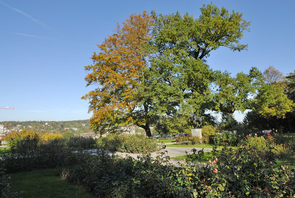 Baumgruppe aus Buchen und Eichen im Rosengarten