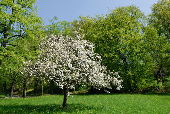 Frühling in der Gartenstadt Winterthur