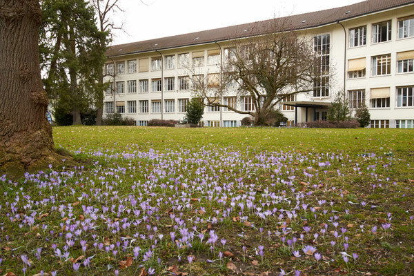 Frühling in der Gartenstadt Winterthur