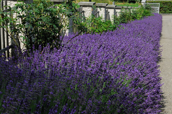 Rosenberg Winterthur